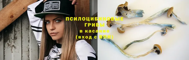 Галлюциногенные грибы Psilocybine cubensis  Верхнеуральск 